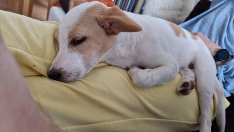 Stella our rescue dog sleeping on my lap — the beginning of our adoption journey